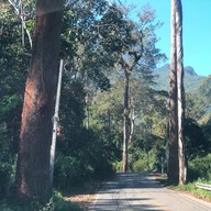 Giant Trees Alley - อุโมงค์ต้นไม้ เชียงดาว