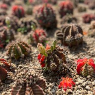 สวนสัปปายะ Cactus Farm