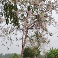 สวนวารีภิรมย์