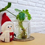 Le Moon Home Cafe Le Moon Home Cafe