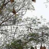 สวนวารีภิรมย์