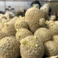สวนสัปปายะ Cactus Farm