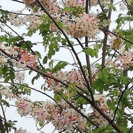 สวนวารีภิรมย์