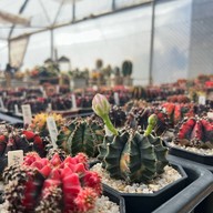 สวนสัปปายะ Cactus Farm
