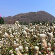 สวนสัปปายะ Cactus Farm