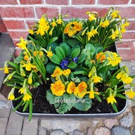 Dutch Quarter Holländisches Viertel