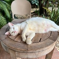 สะท้อน 2557 คาเฟ่