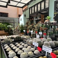229 Café Pakchong