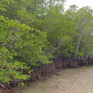 บรรยากาศ สะพานไม้อ่าวเตล็ด