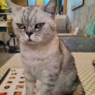 KOCHA “โคฉะ”คาเฟ่มัทฉะสไตล์ญี่ปุ่น ถนนต้นสน