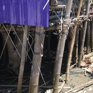 ไผ่ทะเล