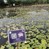 บรรยากาศ อุทยานบัวเฉลิมพระเกียรติ