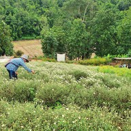 บรรยากาศ ทุ่งดอกเก็กฮวย ไร่นายพล