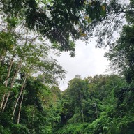 ทุ่งดอกเก๊กฮวย บ้านอมลอง