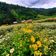 บรรยากาศ ทุ่งดอกเก็กฮวย ไร่นายพล