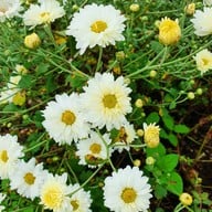 บรรยากาศ ทุ่งดอกเก๊กฮวย บ้านอมลอง