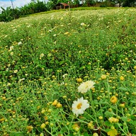 บรรยากาศ ทุ่งดอกเก๊กฮวย บ้านอมลอง