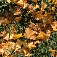 บรรยากาศ Meiji Jingu Gaien Ginkgo Avenue