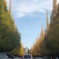 บรรยากาศ Meiji Jingu Gaien Ginkgo Avenue
