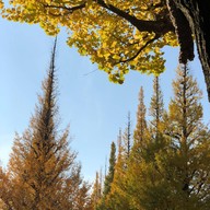บรรยากาศ Meiji Jingu Gaien Ginkgo Avenue