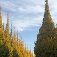 บรรยากาศ Meiji Jingu Gaien Ginkgo Avenue
