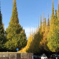 บรรยากาศ Meiji Jingu Gaien Ginkgo Avenue