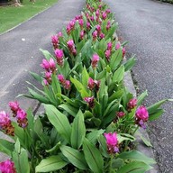 สวนวัชราภิรมย์