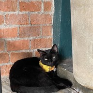 Koi Cafe Donmuang หมู่บ้านธนินทร