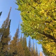 บรรยากาศ Meiji Jingu Gaien Ginkgo Avenue
