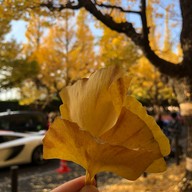 บรรยากาศ Meiji Jingu Gaien Ginkgo Avenue