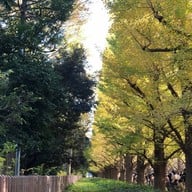 บรรยากาศ Meiji Jingu Gaien Ginkgo Avenue