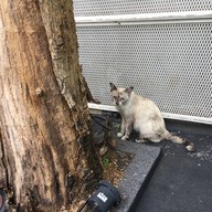 SiR Home Cafe SiR Home Cafe