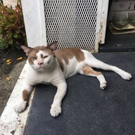 SiR Home Cafe SiR Home Cafe