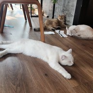 บรรยากาศ CAT 'n' A CUP