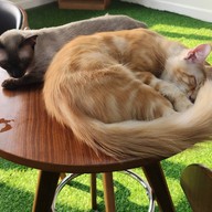 บรรยากาศ CAT 'n' A CUP