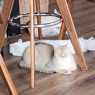 บรรยากาศ CAT 'n' A CUP