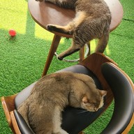 บรรยากาศ CAT 'n' A CUP