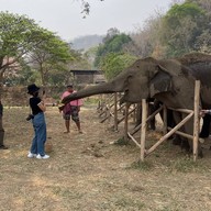 Mae Wang Elephant  at River