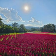 บรรยากาศ Six Flowers Garden