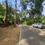 บรรยากาศ Giant Trees Alley - อุโมงค์ต้นไม้ เชียงดาว