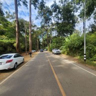 บรรยากาศ Giant Trees Alley - อุโมงค์ต้นไม้ เชียงดาว