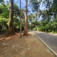 บรรยากาศ Giant Trees Alley - อุโมงค์ต้นไม้ เชียงดาว