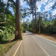 บรรยากาศ Giant Trees Alley - อุโมงค์ต้นไม้ เชียงดาว