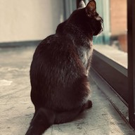 Koi Cafe Donmuang หมู่บ้านธนินทร