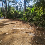 บรรยากาศ Giant Trees Alley - อุโมงค์ต้นไม้ เชียงดาว