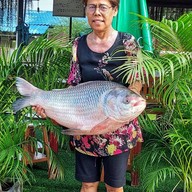 ครัวเจ๊อร อาหารป่าตามสั่ง พระนครศรีอยุธยา