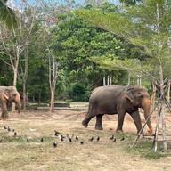 บรรยากาศ Samui Elephant Sanctuary Bophut