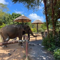 บรรยากาศ Samui Elephant Sanctuary Bophut