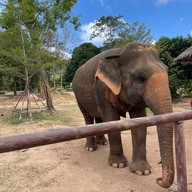 บรรยากาศ Samui Elephant Sanctuary Bophut