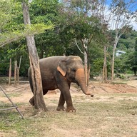 บรรยากาศ Samui Elephant Sanctuary Bophut